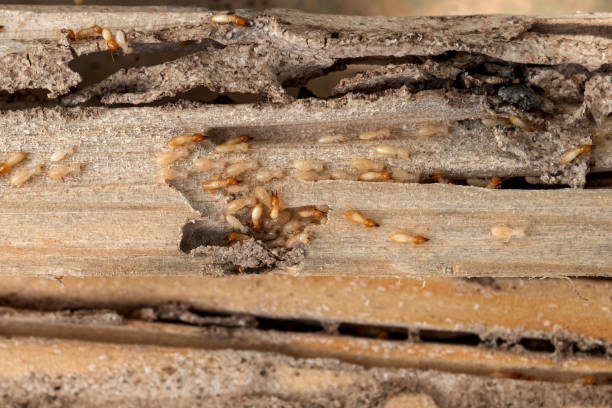 Best Insect Control  in Enterprise, UT